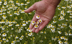 A chamomile plantation
