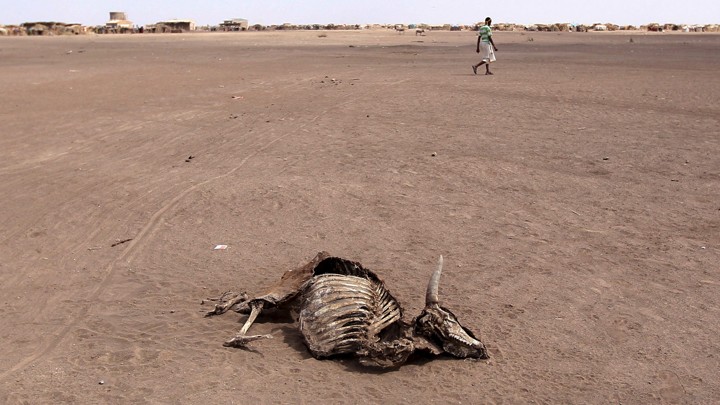 A man walks past a dead cow in a desert landscape.