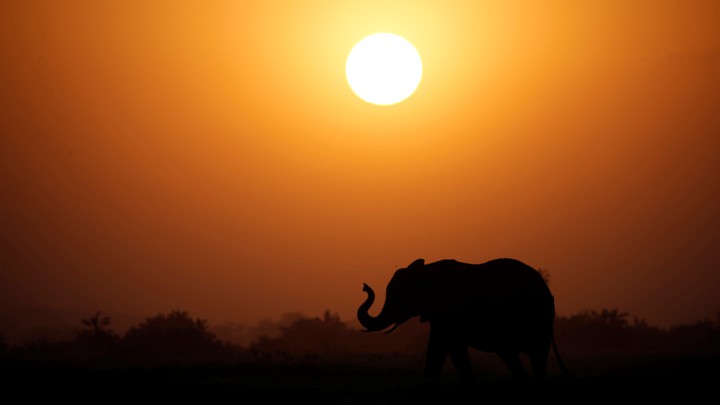An elephant at sunset.