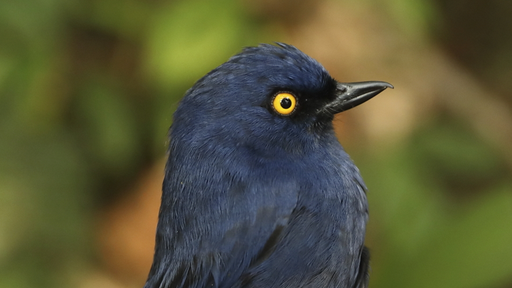 A deep-blue flowerpiercer