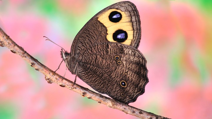 A common wood-nymph butterfly