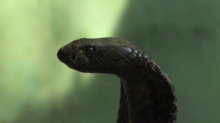 An Egyptian cobra