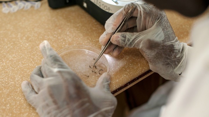 A scientist holding tweezers looks for malaria parasites in mosquitoes.