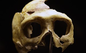 A Neanderthal skull on display at Krapina, Croatia.