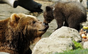Two brown bears at a zoo in Hamburg, Germany
