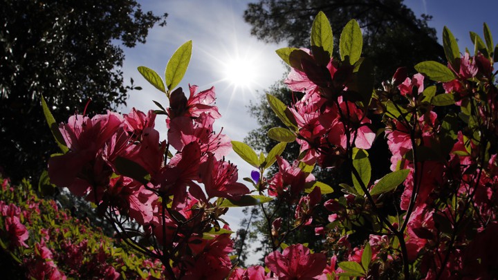 Flowering azaleas