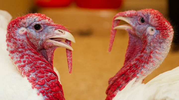 A pair of turkeys