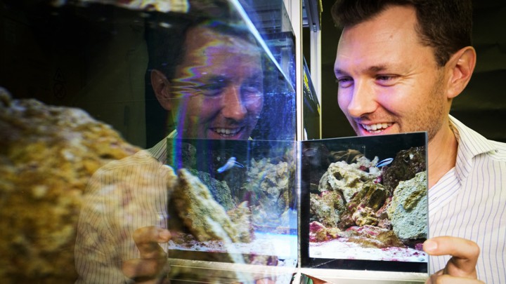 Alex Jordan holds a mirror up to a cleaner-wrasse tank.