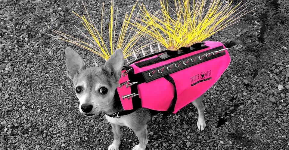 Meet the Dog With the Viral Spiky Coyote Vest - The Atlantic life jacket harness 