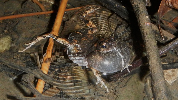 A túngara frog
