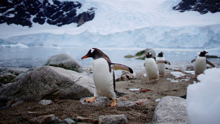 Penguins waddling ashore