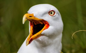 A shouting European herring gull