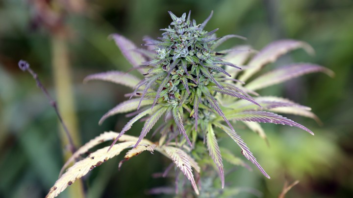 A hemp plant
