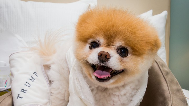 boo the world s cutest dog at a luxury penthouse at trump international hotel in las vegas ap - small dogs to follow on instagram