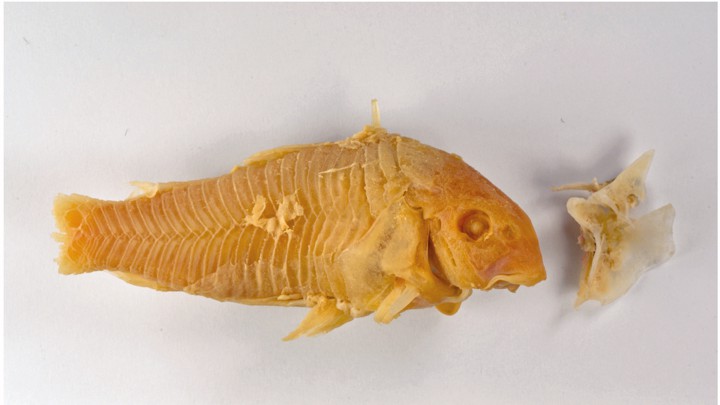 The remains of a bronze catfish swallowed by a 28-year-old in the Netherlands