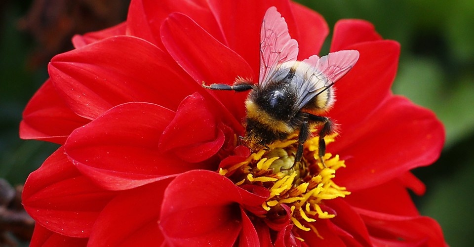 Plants Use Flowers to Hear the Buzz of Animals - The Atlantic