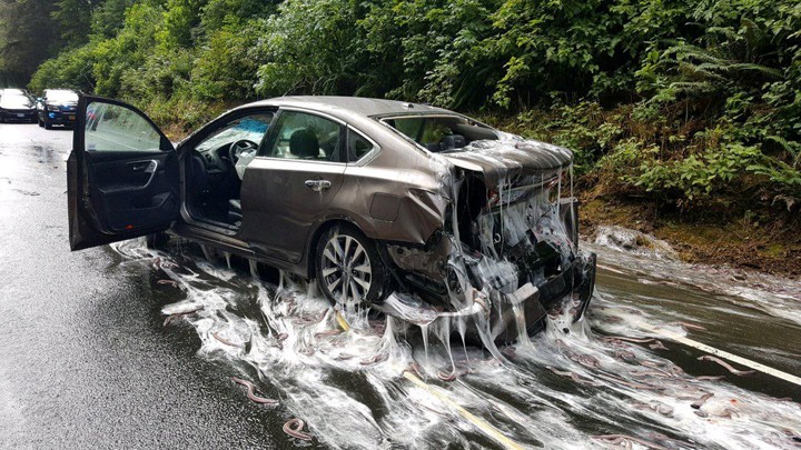 Slime Car Tire, A Car Is Covered In Hagfish And Slime After An Accident On Highway 101, Slime Car Tire