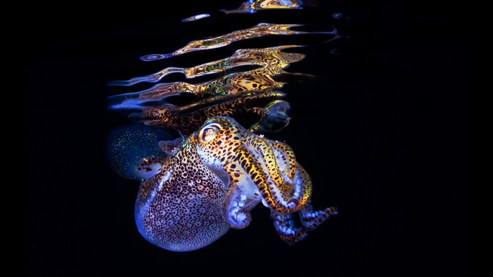A glowing bobtail squid near the surface of the water