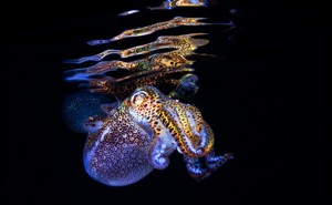 A glowing bobtail squid near the surface of the water