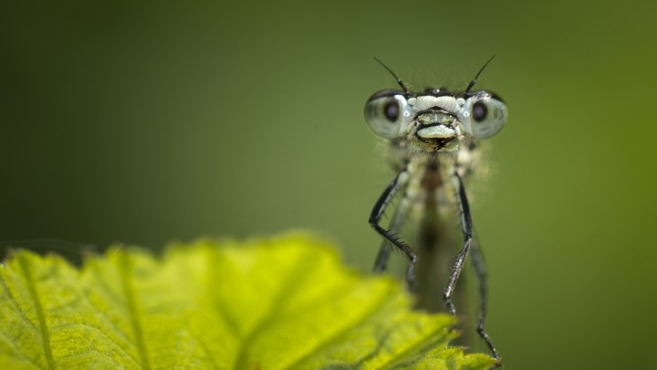 Is The Insect Apocalypse Really Upon Us The Atlantic - 