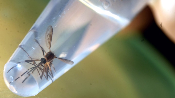 An Aedes aegypti mosquito