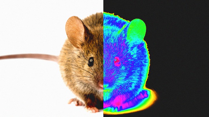Nanotech Injections Give Mice Infrared Vision The Atlantic