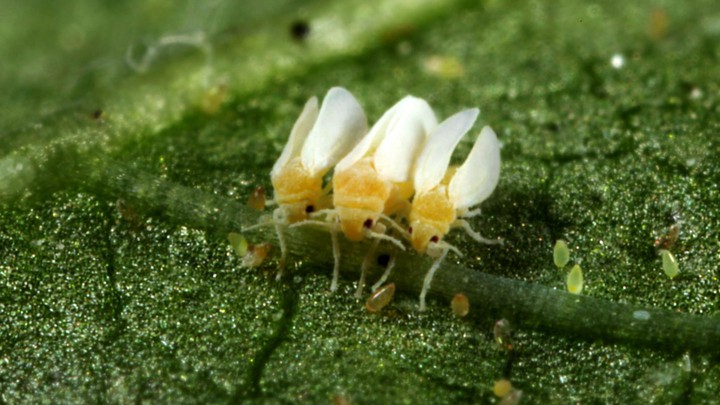 Three whiteflies sitting on a leaf.