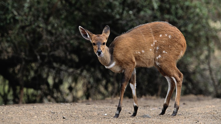 A bushbuck