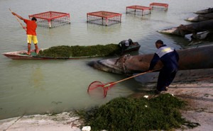 Workers in Basra, Iraq, clean polluted water.