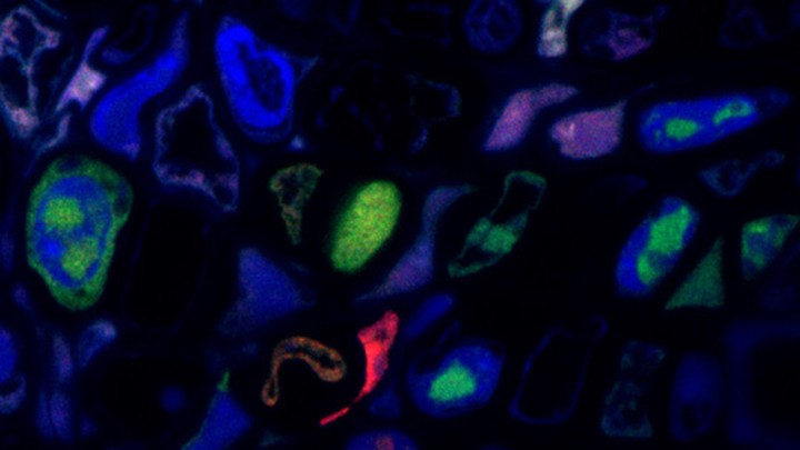 Plant cells (blue) infected by different virus segments (red and green)