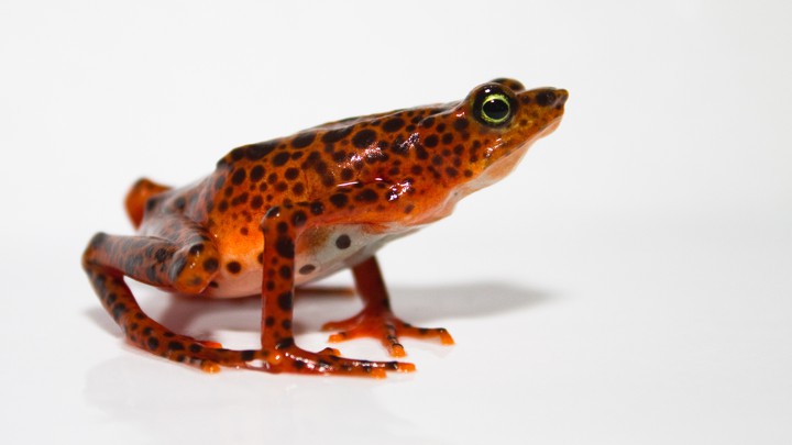 A Toad Mountain harlequin frog