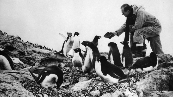 A man feeds a group of penguins.