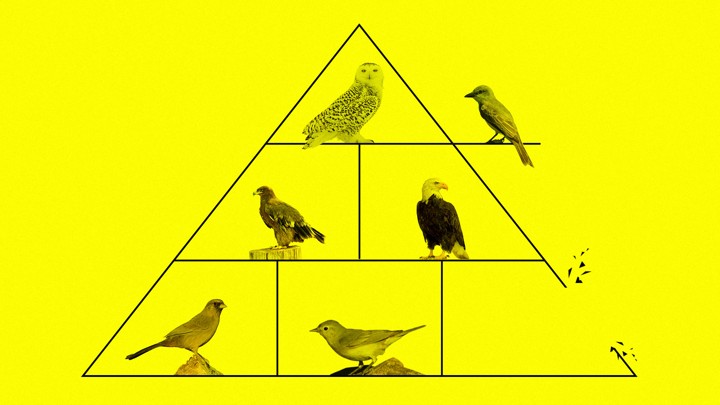 A pyramid of birds