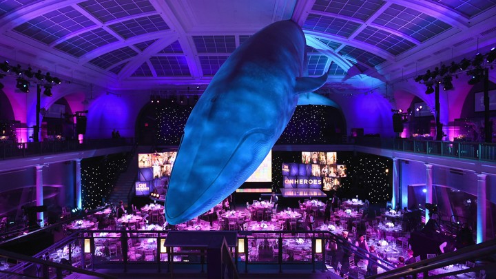 A view of the whale room in the American Museum of Natural History.
