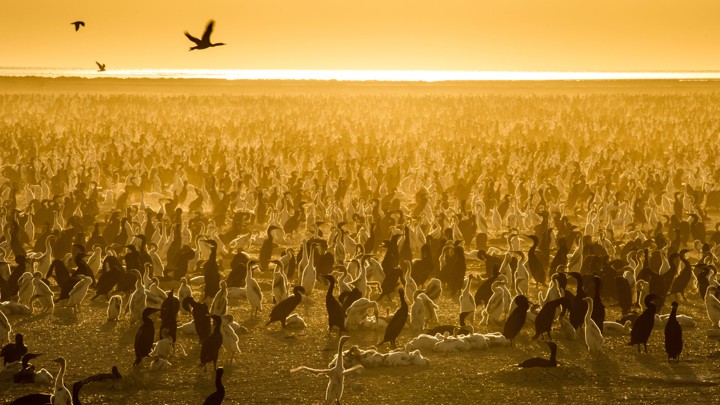 A dust storm blows in over a colony of Socotra cormorants.