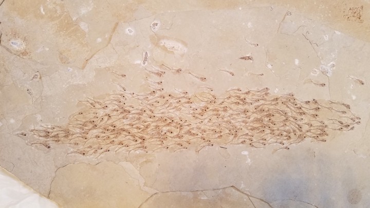 A fossilized school of fish