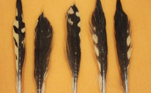 Feathers from the stomach of a tiger shark