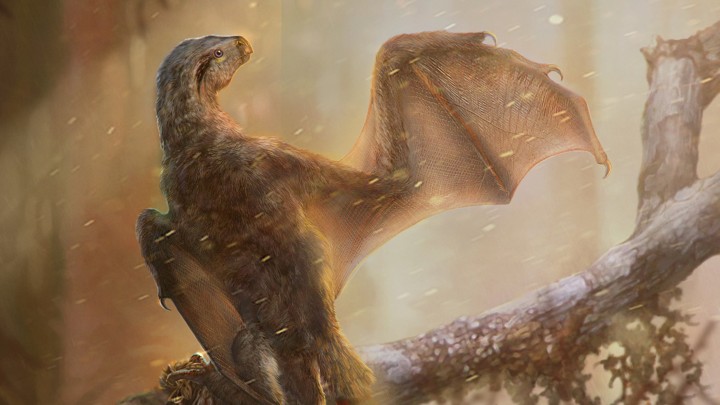 The dinosaur Ambopteryx stretches out a wing.