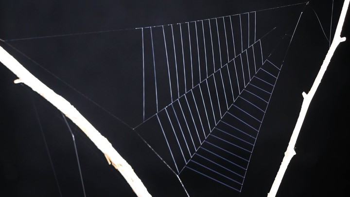 The web of the spider Hyptiotes