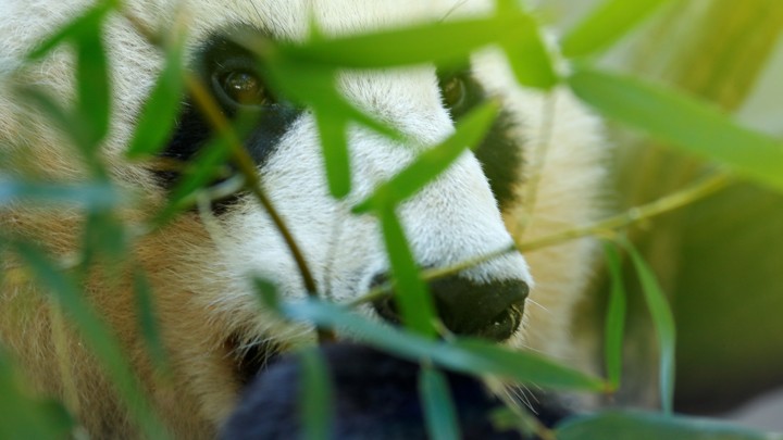 A giant panda