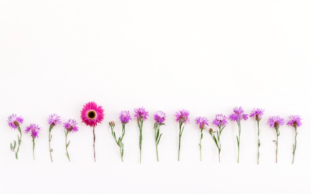 A line of pink flowers