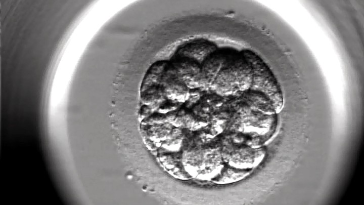 A human embryo on the third day of development after an in-vitro-fertilization treatment