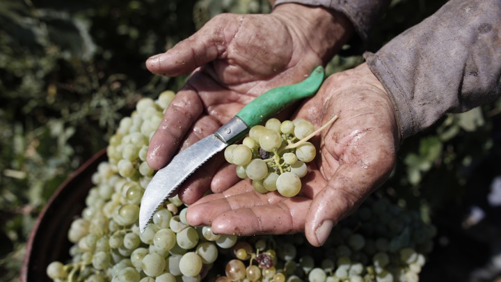 A worker holds grapes and a knife in his hands at a vineyard.