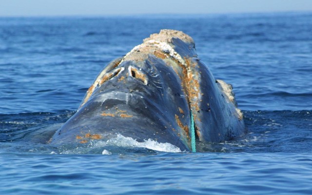 A North Atlantic right whale
