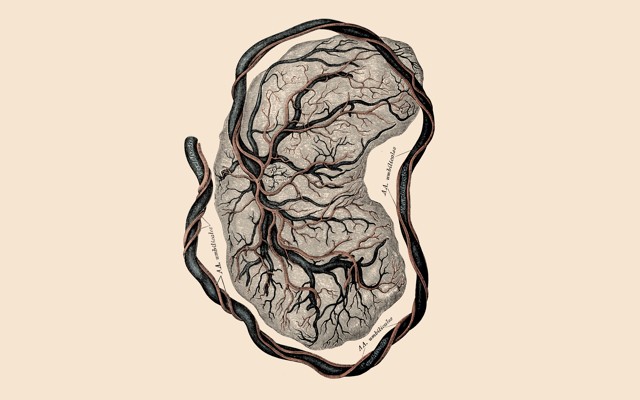 An illustration of a placenta