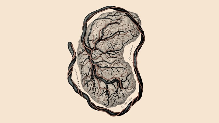 An illustration of a placenta