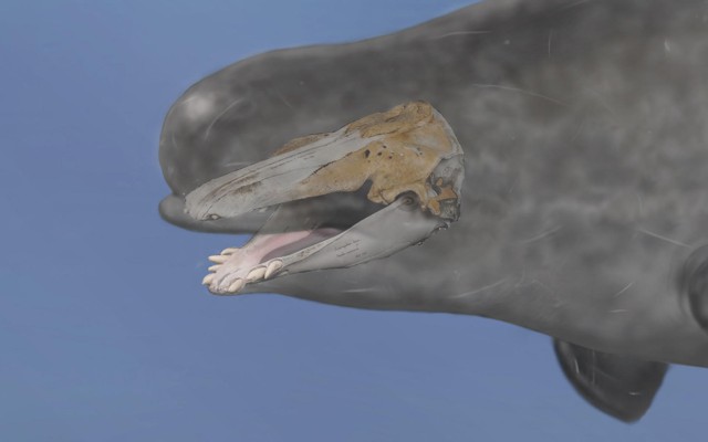 A reconstruction of the narluga