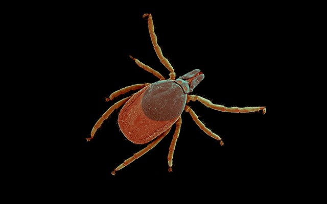 A castor bean tick under a scanning electron microscope