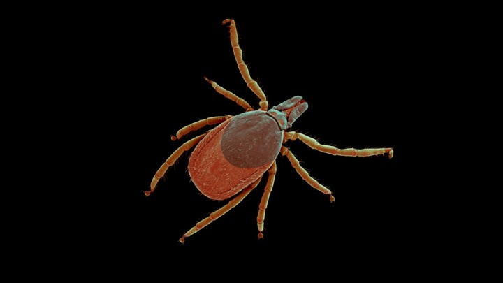 A castor bean tick under a scanning electron microscope