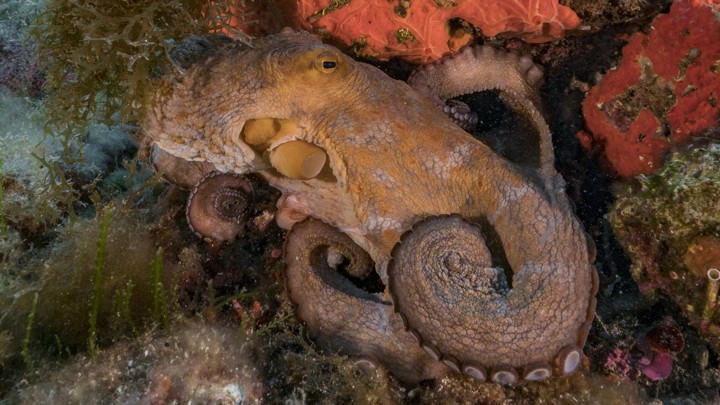 A common octopus